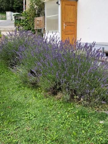 Nid D'Abeilles Apartment Tramelan Ngoại thất bức ảnh